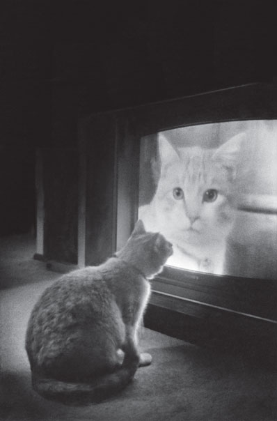 Gato mirando a otro en el televisor